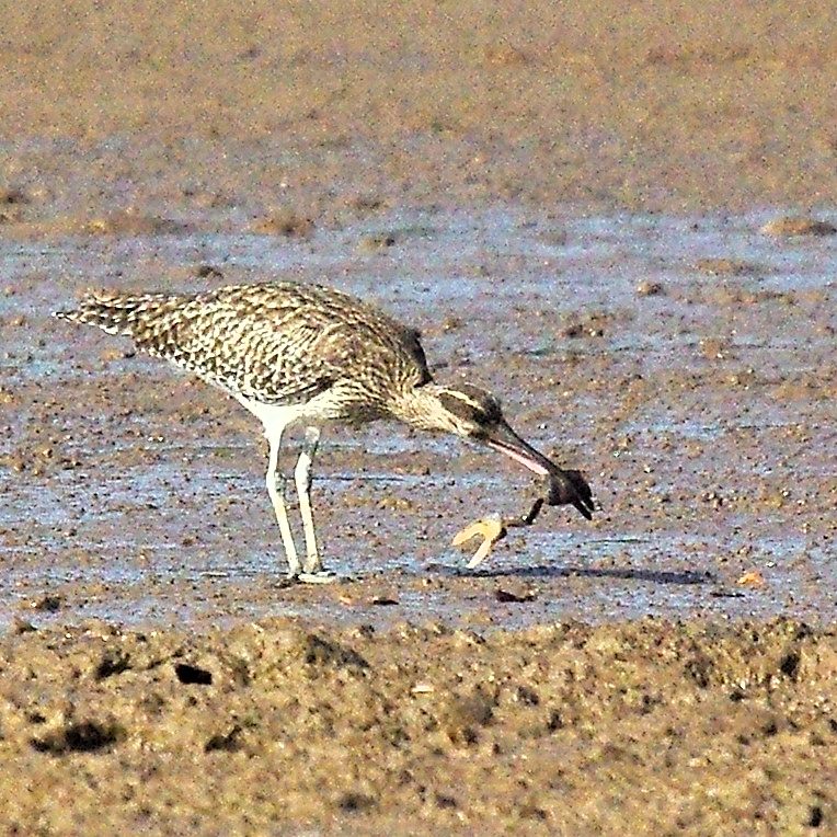 Courlis Corlieu (Whimbrel, Numenius Phaeopus) ne parvenant pas  à avaler un crabe violoniste (Uca pugilator), Lagune de La Somone, Sénégal.